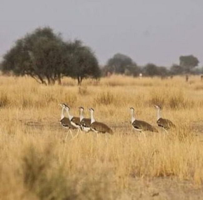 Explore The Desert National Park With Experience Guide - Last Words