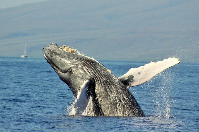 Eye-Level Whale Watching Eco-Raft Tour From Lahaina, Maui - The Wrap Up
