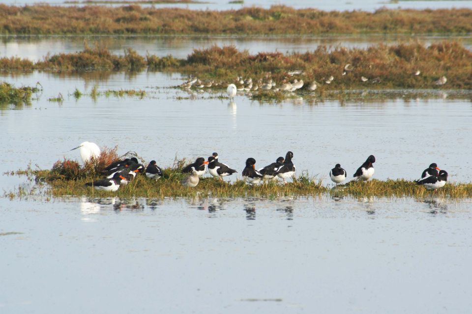 Faro: Eco-Friendly Ria Formosa Bird Watching in Solar Boat - Last Words