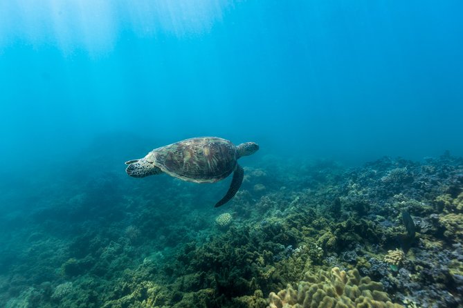 Fitzroy Island Day Trip From Cairns - Recommendations and Tips