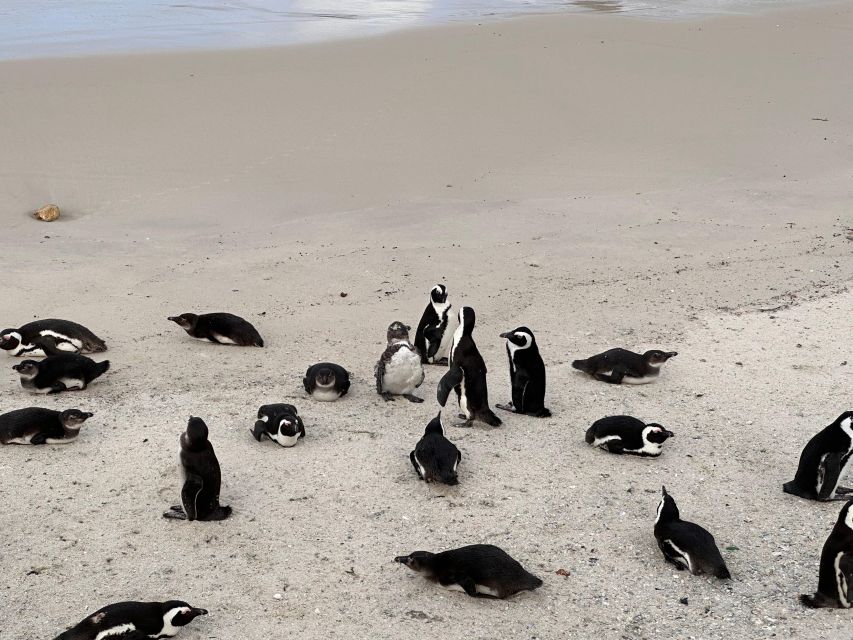 Fom Cape Town: Cape Point & Penguins Shared Group Day Tour - Experience Seal Island Boat Cruise