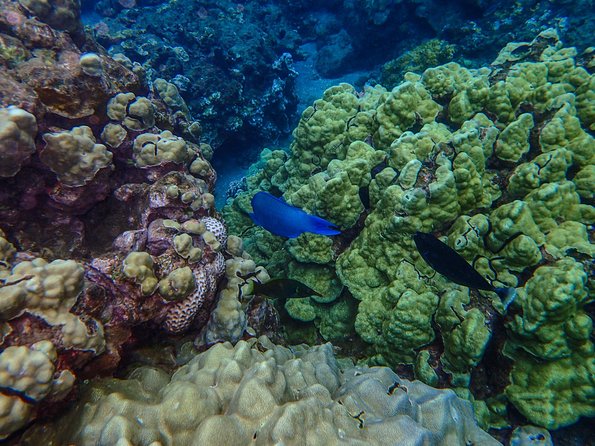 Four Winds II Molokini Snorkeling Tour From Maalaea Harbor - Departure Information