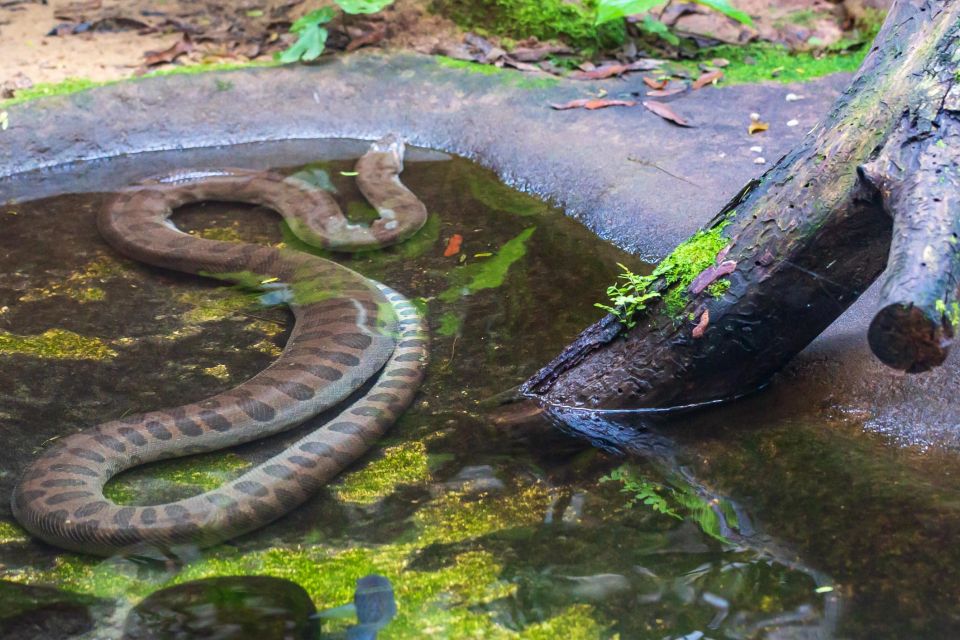 Foz Do Iguaçu: Bird Park Experience - Common questions