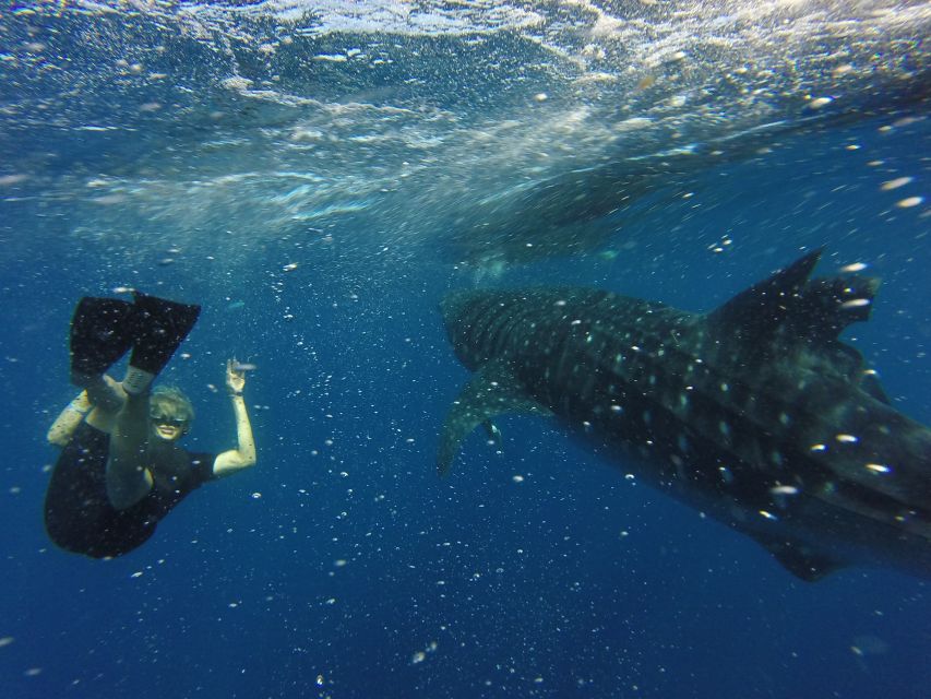From Akumal: Whale Shark Tour - Common questions