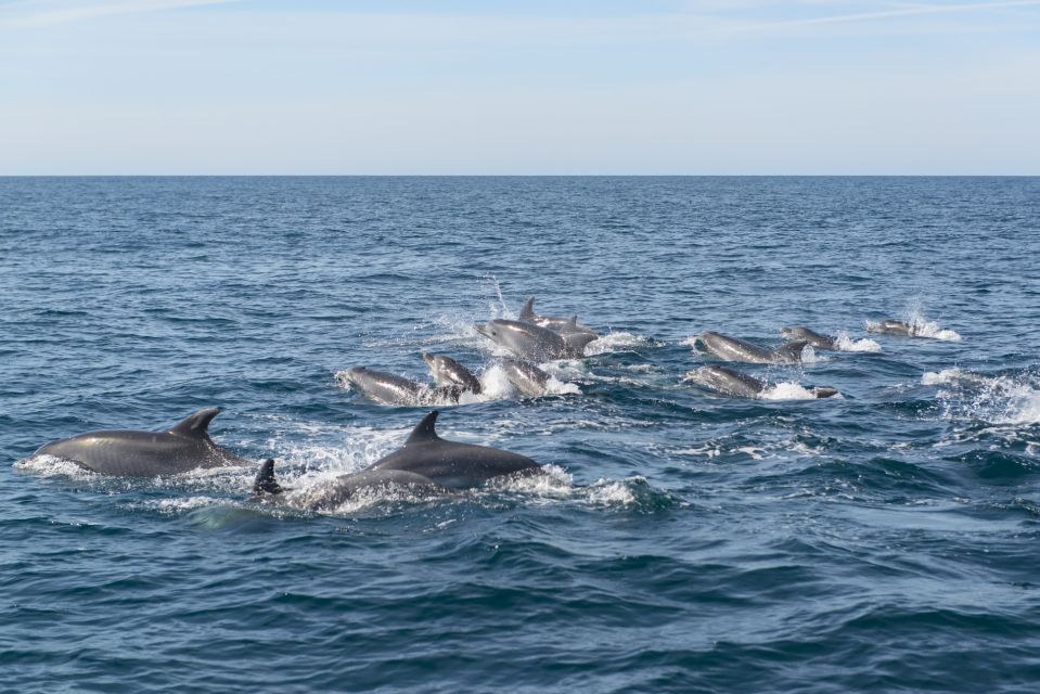 From Albufeira: Dolphins and Caves 2.5-Hour Boat Trip - Last Words