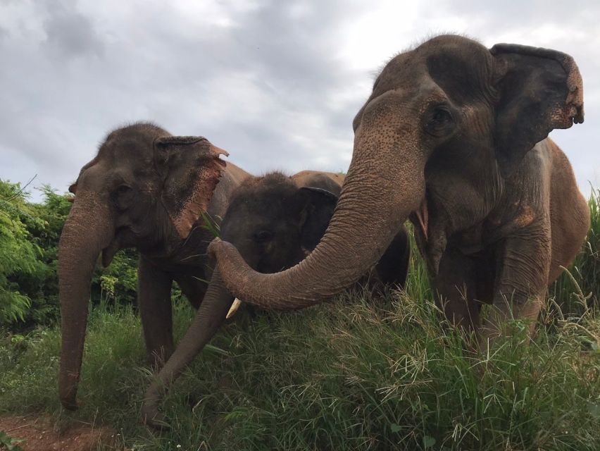 From Bangkok: Pattaya Ethical Elephant Sanctuary Day Trip - Key Activities