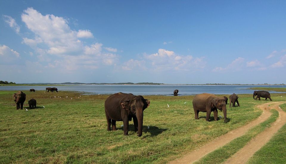 From Bentota: 2-Day Tour to Wild Wonders and Galle Fort - Customer Testimonial