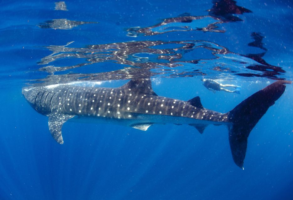 From Cabo: Snorkel With Whale Sharks in La Paz - Common questions