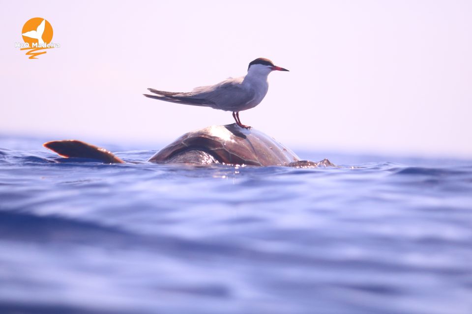 From Calheta: Whale and Dolphin Watching RIB Boat Tour - Common questions