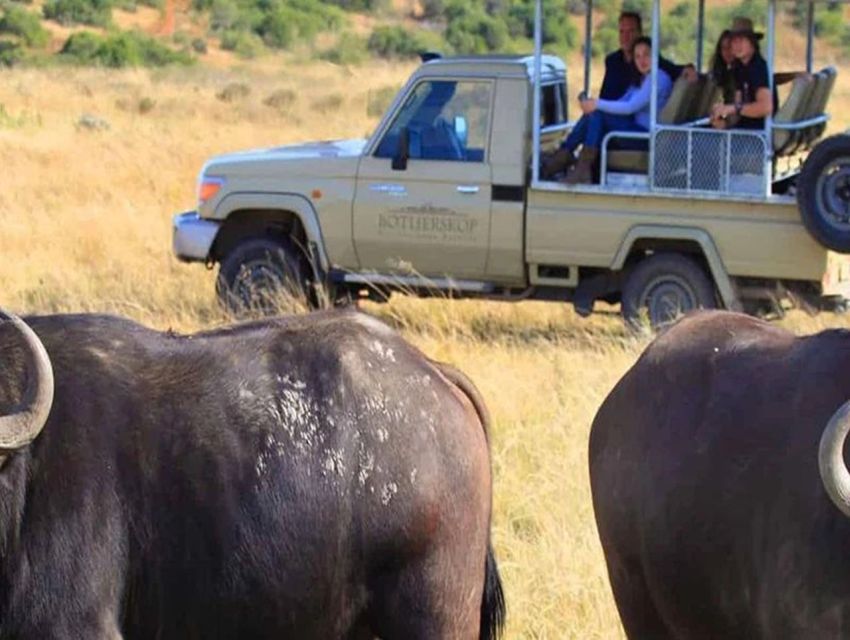 From Cape Town: Round-Trip to Aquila With Game Drive - Itinerary