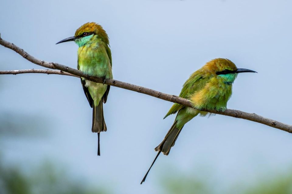 From Colombo: Minneriya / Kaudulla National Park Jeep Safari - Common questions