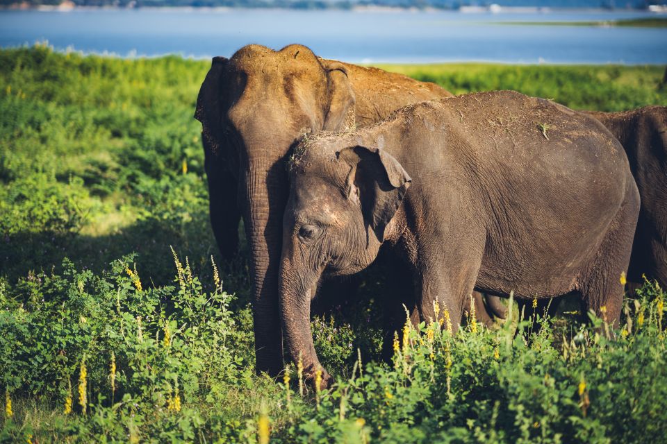 From Colombo: Private Minneriya National Park Day Safari - Last Words