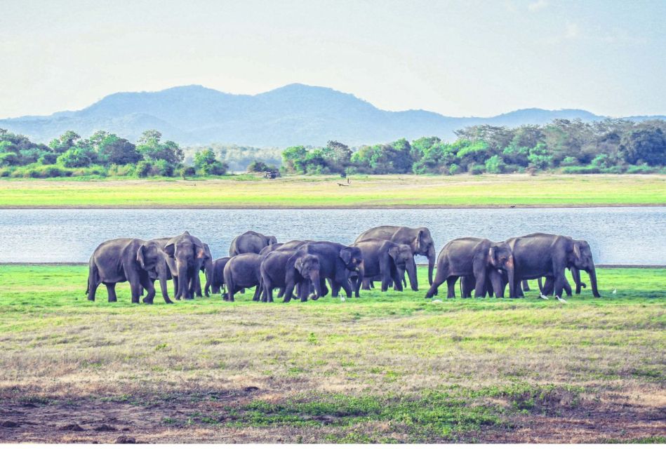 From Dambulla/ Sigiriya: Safari at Minneriya National Park - Customized Safari Jeeps