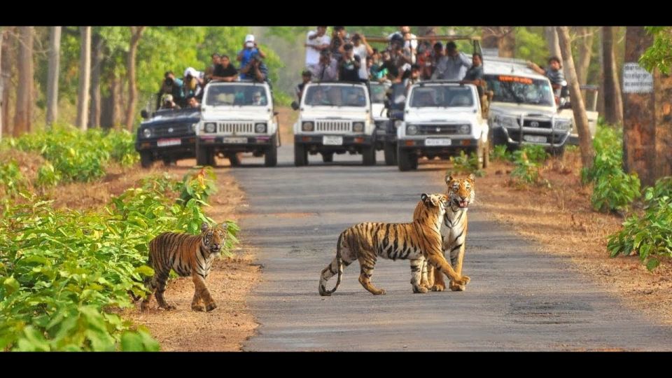 From Delhi: 3-Day Wildlife Trip to Jim Corbett National Park - Live Tour Guide Details