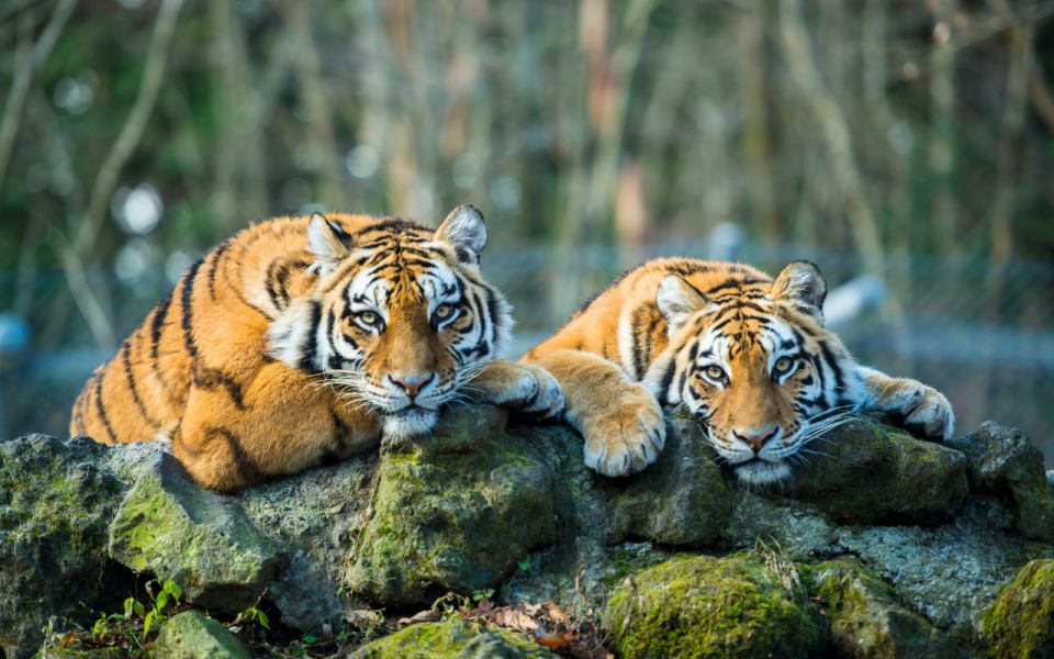 From Delhi: 5-Day Golden Triangle & Ranthambore Tiger Safari - Last Words
