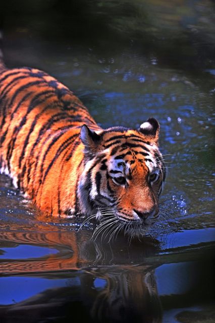 From Delhi: 5-Day Tiger Safari & Golden Triangle Tour - Gala Dinner Charges and Special Events