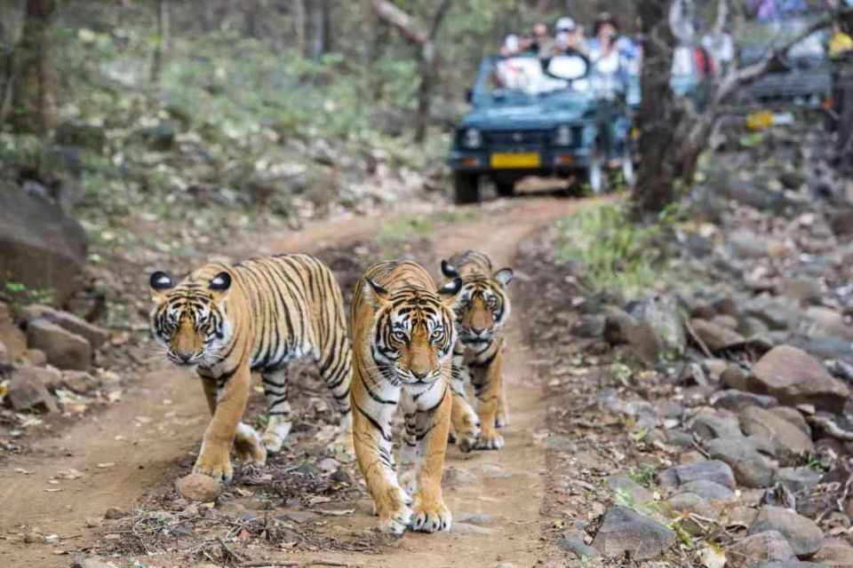 From Delhi: 6-Day Golden Triangle & Ranthambore Tiger Safari - Important Reminders