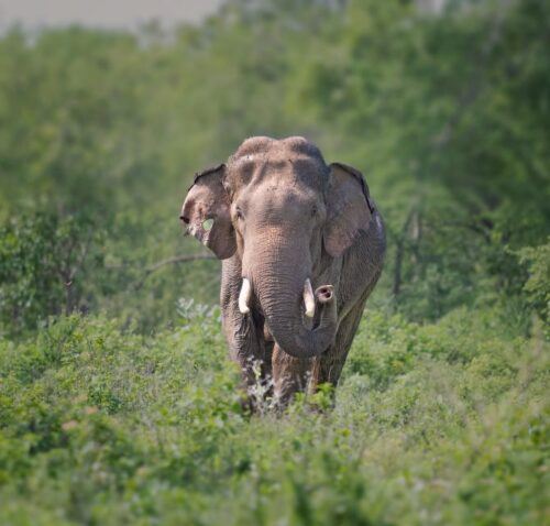 From Ella - Udawalawe National Park Private Safari - Common questions