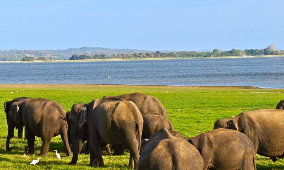 From Ella: Udawalawe Safari With Elephant Transit Home Visit - Baby Elephant Feeding