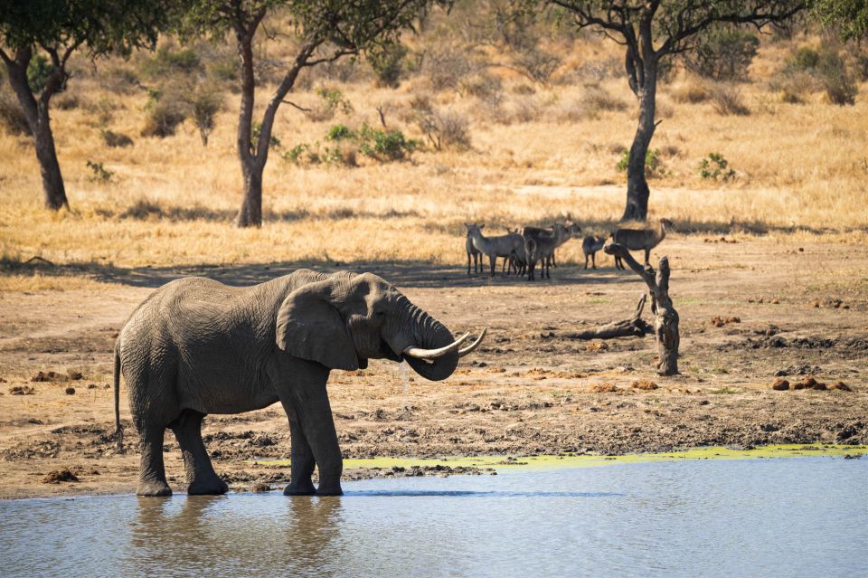 From Hoedspruit: Kruger National Park Full-Day Safari - Last Words