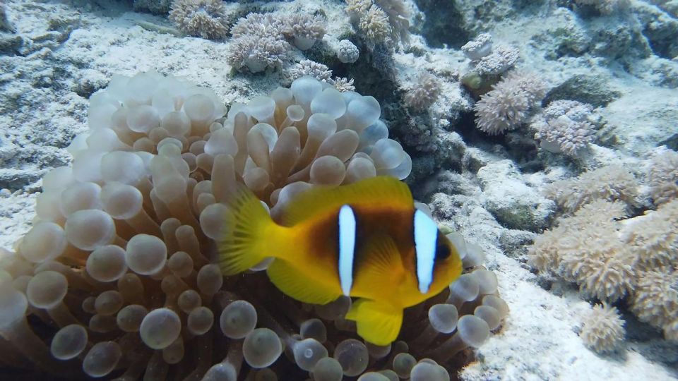 From Hurghada: Orange Island Snorkeling Cruise With Lunch - Safety and Hygiene Standards