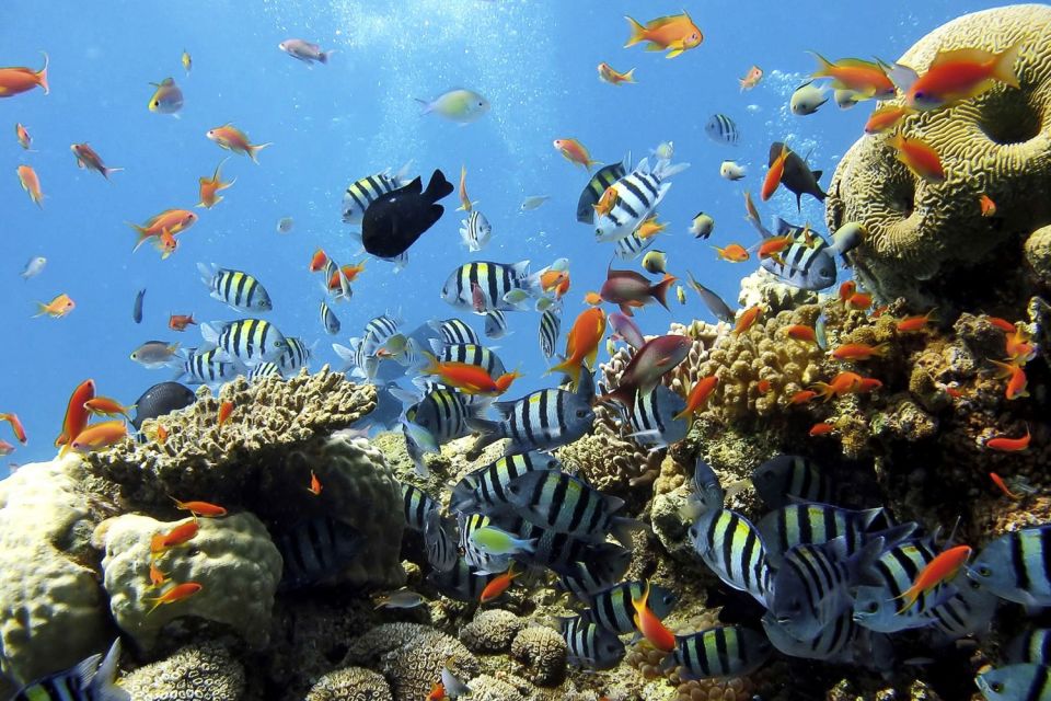 From Hurghada: Sharm El Naga Full-Day Snorkeling Tour - Common questions