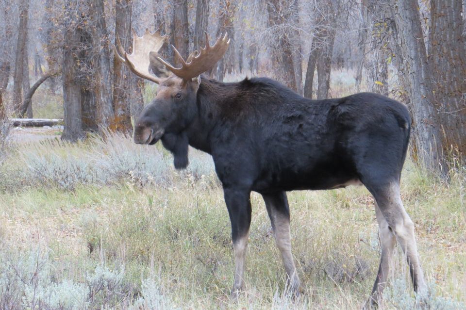 From Jackson: Yellowstone Day Tour Including Entrance Fee - Tour Logistics and Transportation