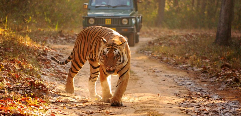 From Jaipur: Private 2-Day Ranthambore Safari & Jaipur Tour - Common questions