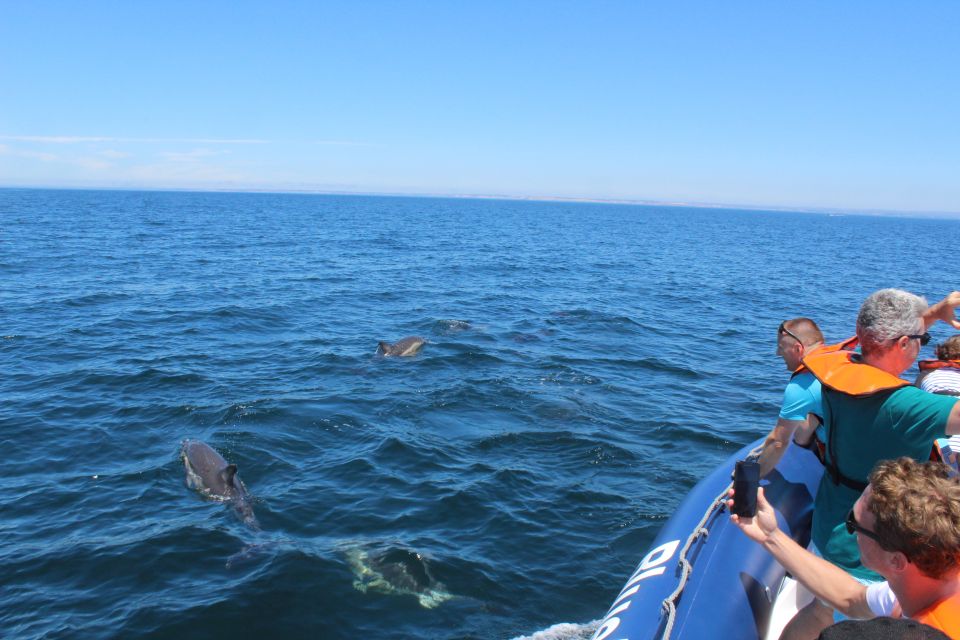 From Lagos: Dolphin Watching Boat Trip - Common questions