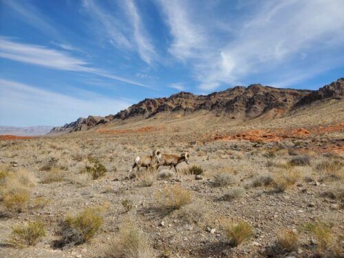 From Las Vegas: Valley of Fire Small Group Tour - Directions