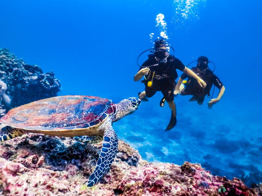 From Makadi Bay: Diving & Snorkeling Boat Tour With Lunch - Highlights of the Tour