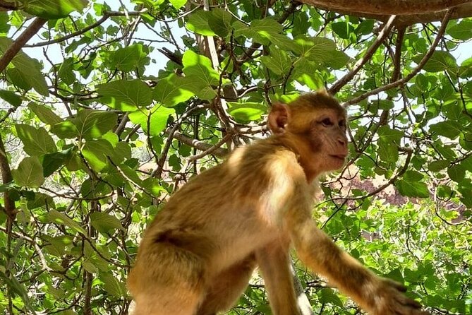 From Marrakech: Ouzoud Waterfalls ,Berber Viallage & Guided Tour - Last Words