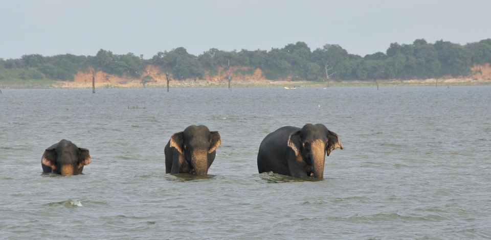 From Negombo: Udawalawa National Park Wildlife Safari - Lunch at Udawalawa