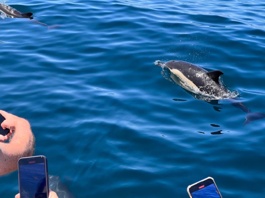 From Portimão:Dolphin Watch & Lagos Coastline With Biologist - Free Cancellation Policy