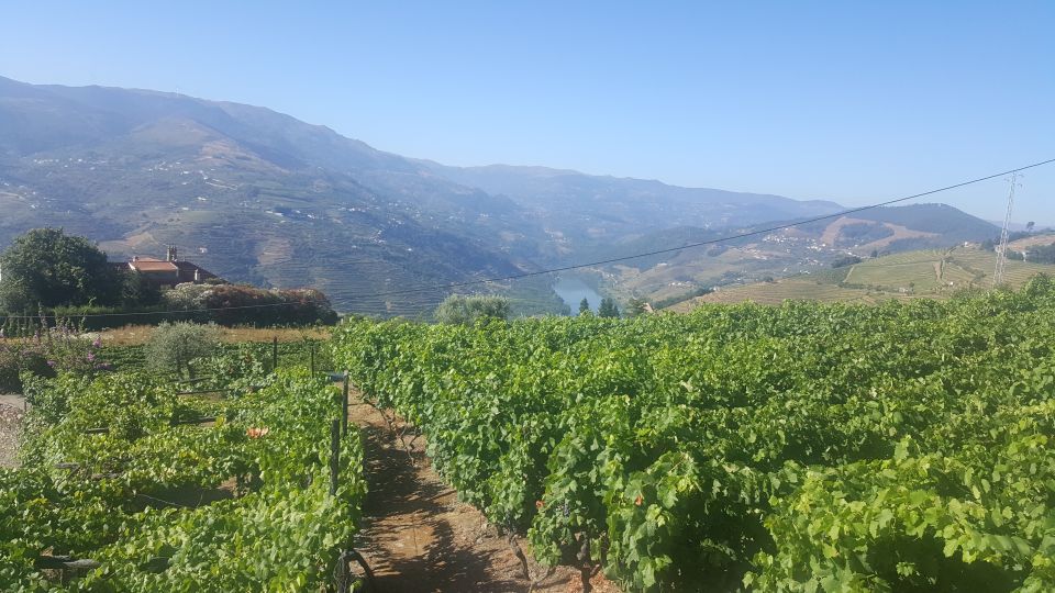 From Porto: Private Douro Valley Tour With Booking Service - Common questions