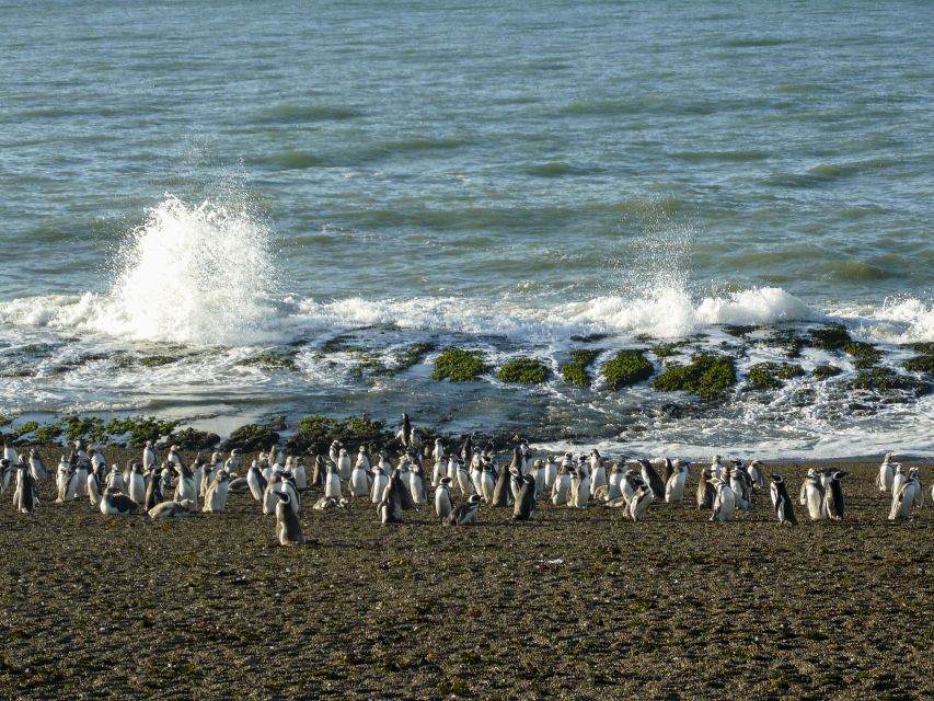 From Puerto Madryn: Penguin Tour & Península Valdés Day Trip - Directions & Key Information