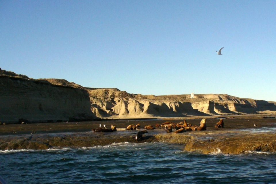 From Puerto Madryn: Punta Tombo Day Trip With Hotel Transfer - Penguin Rockery Visit