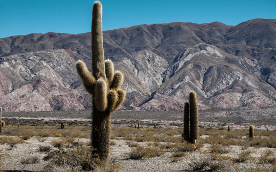 From Salta: Cachi and Los Cardones National Park Tour - Insider Tips for the Tour