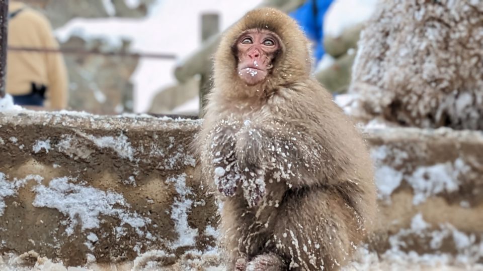 From Tokyo: Snow Monkey 1 Day Tour With Beef Sukiyaki Lunch - Customer Reviews and Feedback