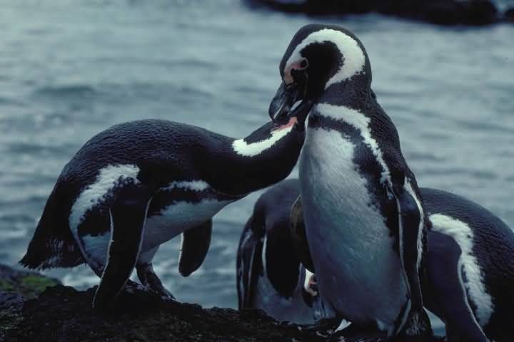 From Ushuaia: Penguin Watching Tour by Catamaran - Common questions