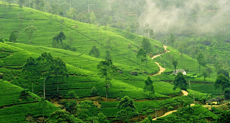 From West Coast: Kandy, Pinnawala, Botanical & Tea Gardens - Common questions