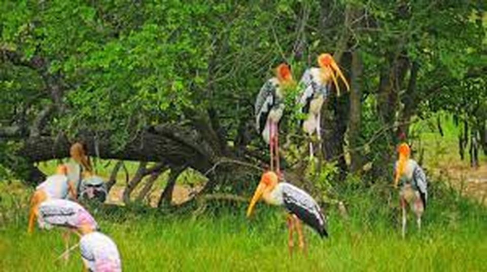 From Yala :- Yala National Park Thrilling Full - Day Safari - Wildlife Encounters