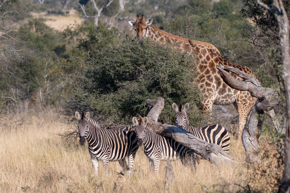Full-Day Private Big 5 Safari in Kruger National Park - Last Words