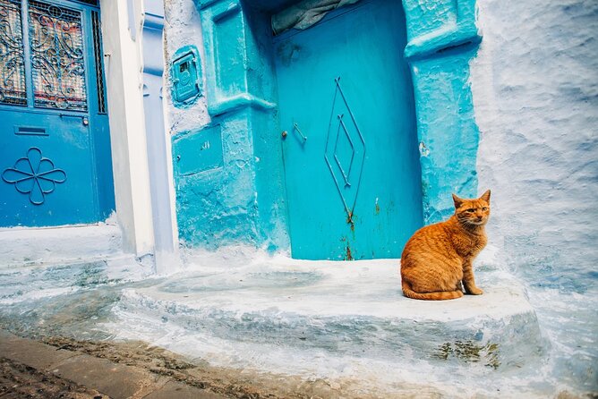 Full Day Private Trip to Chefchaouen the Blue City From Tangier - Assistance and Support