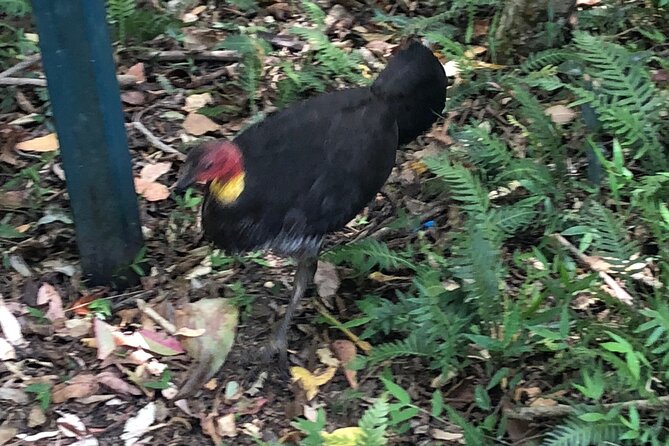 Full-Day Small-Group Outdoor Adventure. Tamborine Mountain (Mar ) - Tour Logistics