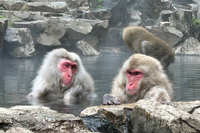 Full Day Snow Monkey Tour To-And-From Tokyo, up to 12 Guests - Reservation Details