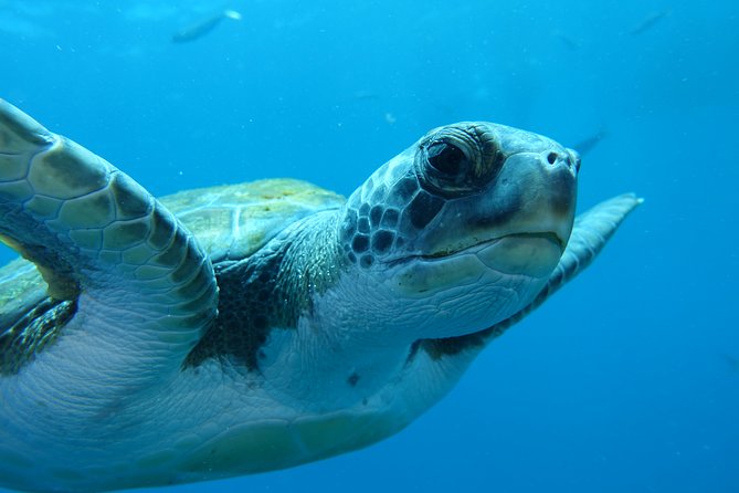 Fun Scuba Diving in Tenerife - Safety and Precautionary Measures