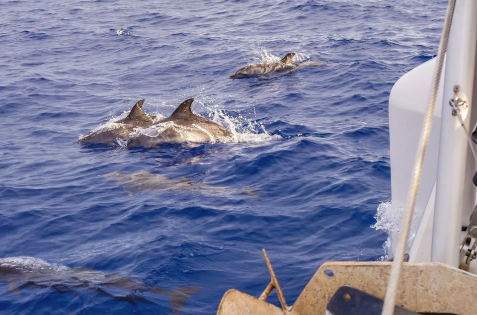 Funchal Bay: Dolphin & Whale Watch Luxury Catamaran Cruise - Last Words