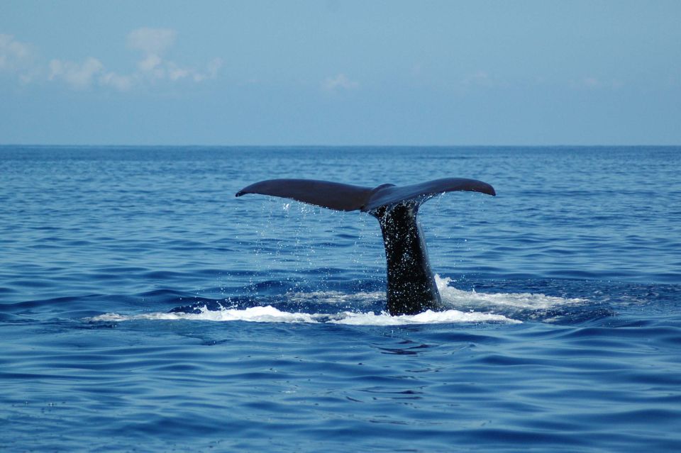 Funchal: Dolphin and Whale Watching Catamaran Cruise - Last Words