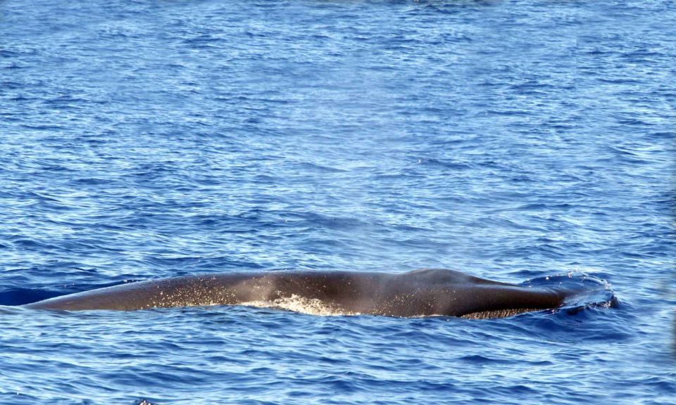 Funchal: Dolphin and Whale Watching Cruise - Wildlife Encounter Highlights